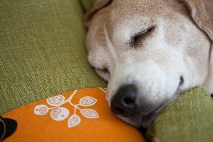 El tierno beso de despedida de una jirafa a su cuidador enfermo de cáncer (VÍDEO, FOTO)