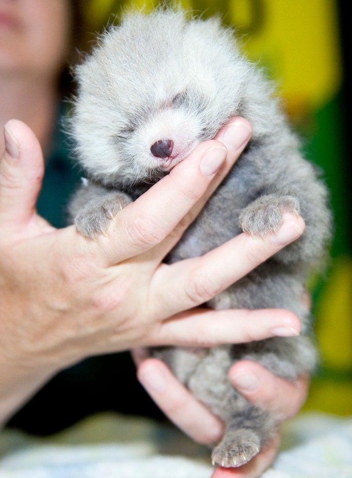 El tierno beso de despedida de una jirafa a su cuidador enfermo de cáncer (VÍDEO, FOTO)