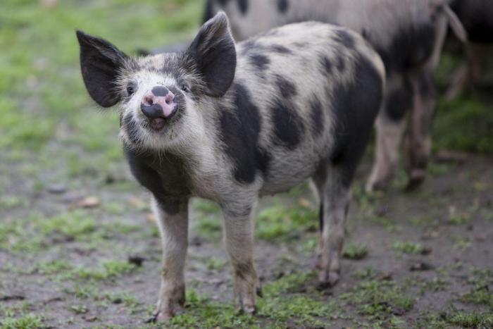 El tierno beso de despedida de una jirafa a su cuidador enfermo de cáncer (VÍDEO, FOTO)