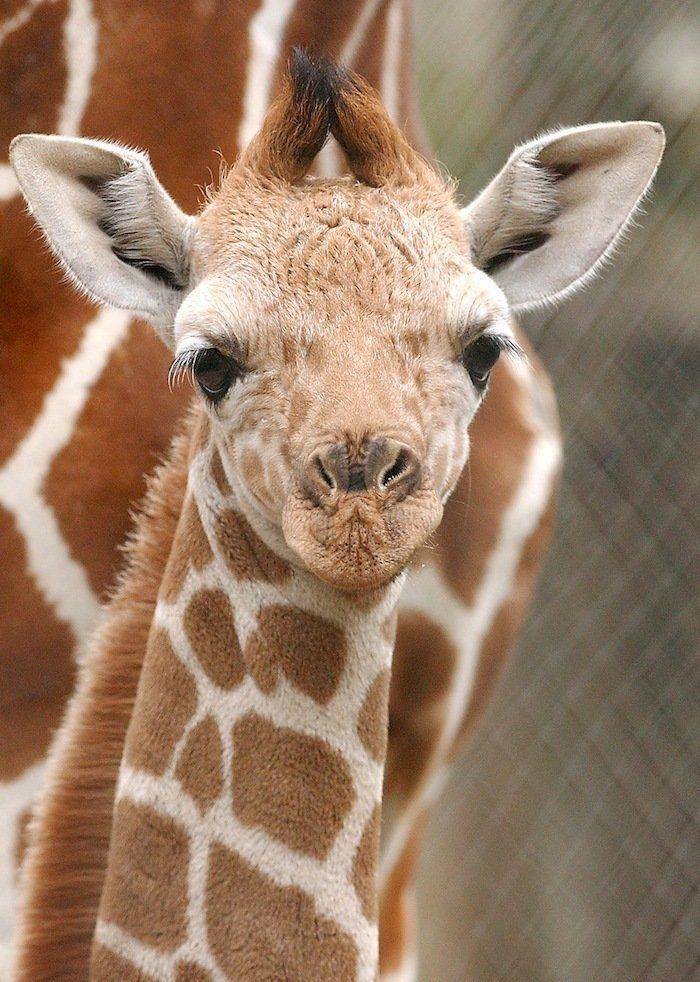 El tierno beso de despedida de una jirafa a su cuidador enfermo de cáncer (VÍDEO, FOTO)