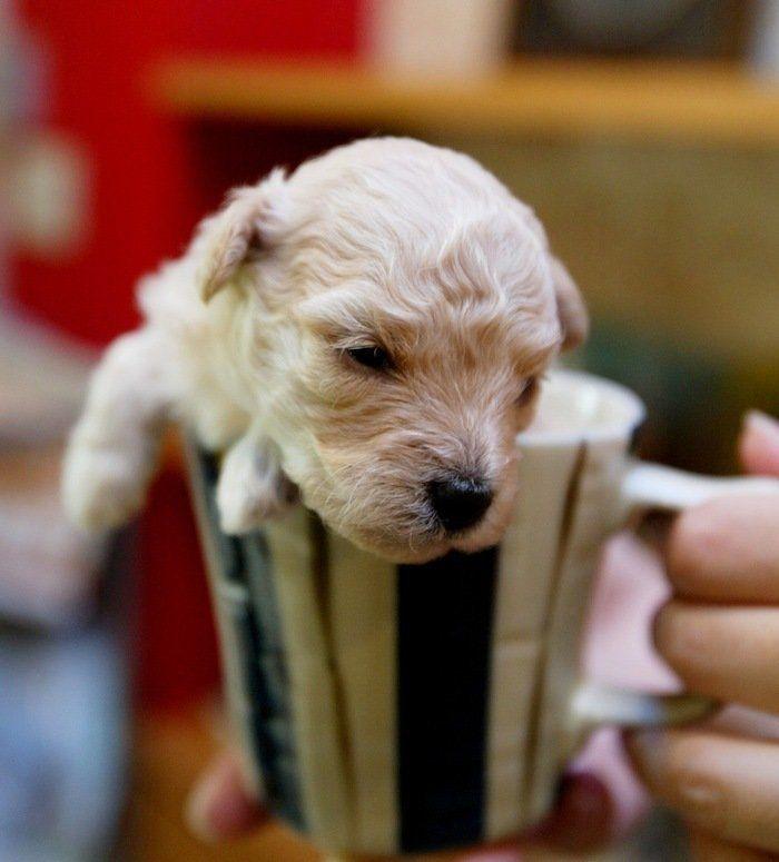 El tierno beso de despedida de una jirafa a su cuidador enfermo de cáncer (VÍDEO, FOTO)