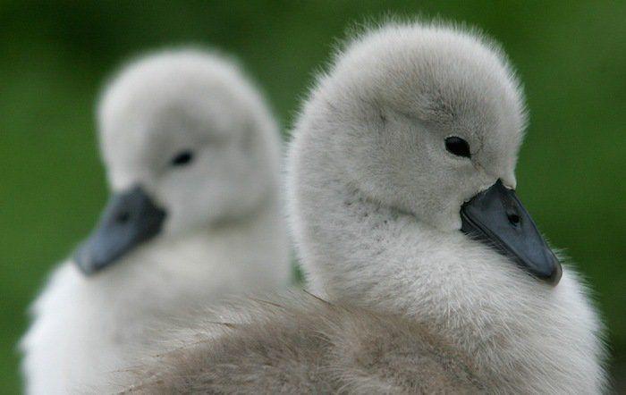 El tierno beso de despedida de una jirafa a su cuidador enfermo de cáncer (VÍDEO, FOTO)