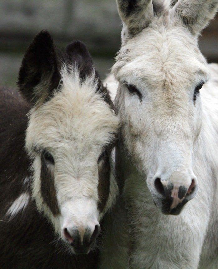 El tierno beso de despedida de una jirafa a su cuidador enfermo de cáncer (VÍDEO, FOTO)