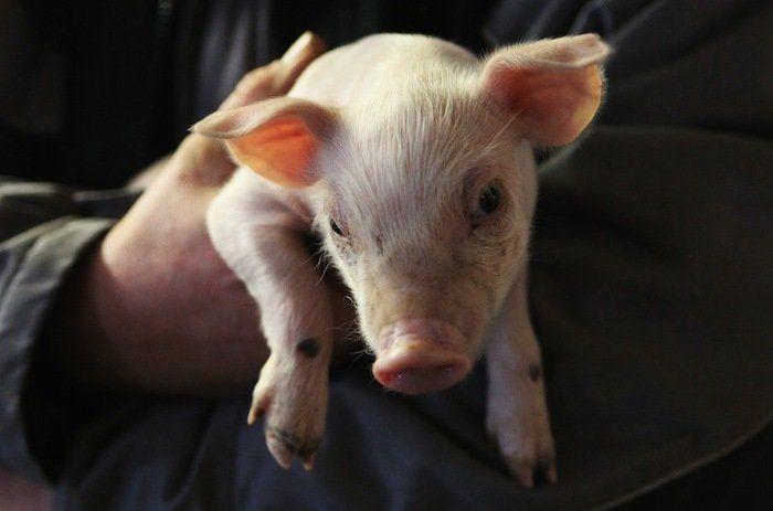 El tierno beso de despedida de una jirafa a su cuidador enfermo de cáncer (VÍDEO, FOTO)
