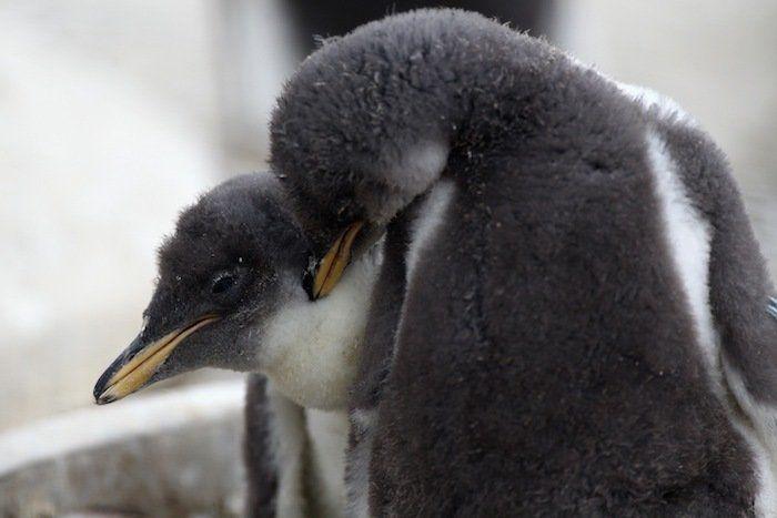 El tierno beso de despedida de una jirafa a su cuidador enfermo de cáncer (VÍDEO, FOTO)