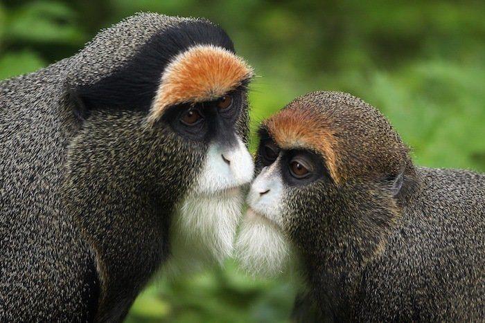 El tierno beso de despedida de una jirafa a su cuidador enfermo de cáncer (VÍDEO, FOTO)
