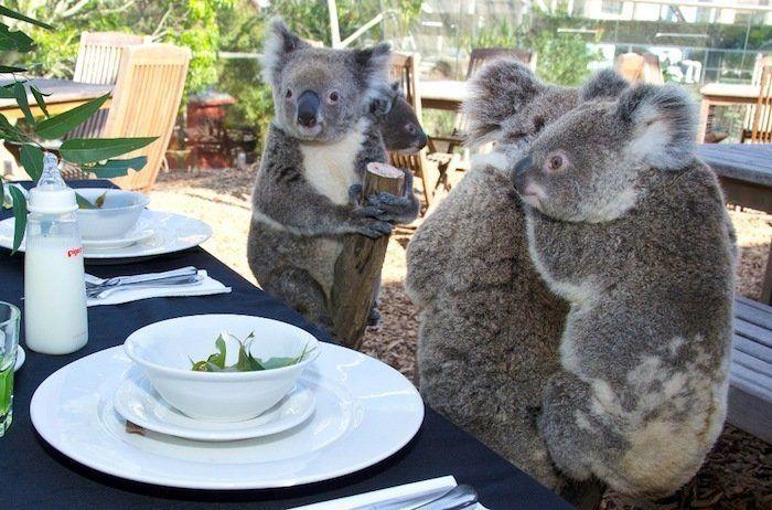 El tierno beso de despedida de una jirafa a su cuidador enfermo de cáncer (VÍDEO, FOTO)