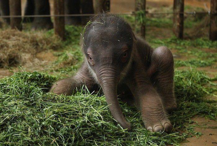 El tierno beso de despedida de una jirafa a su cuidador enfermo de cáncer (VÍDEO, FOTO)