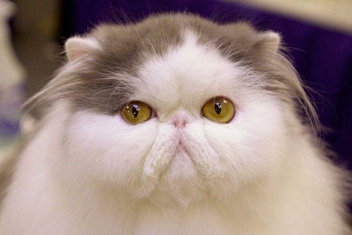 El tierno beso de despedida de una jirafa a su cuidador enfermo de cáncer (VÍDEO, FOTO)