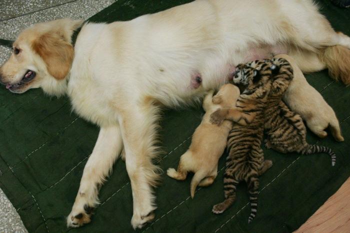 La Oficina del Español presenta su primer gran iniciativa dos meses después: un festival de la Hispanidad