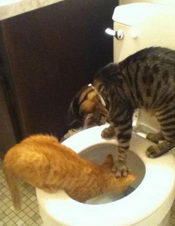 La Oficina del Español presenta su primer gran iniciativa dos meses después: un festival de la Hispanidad