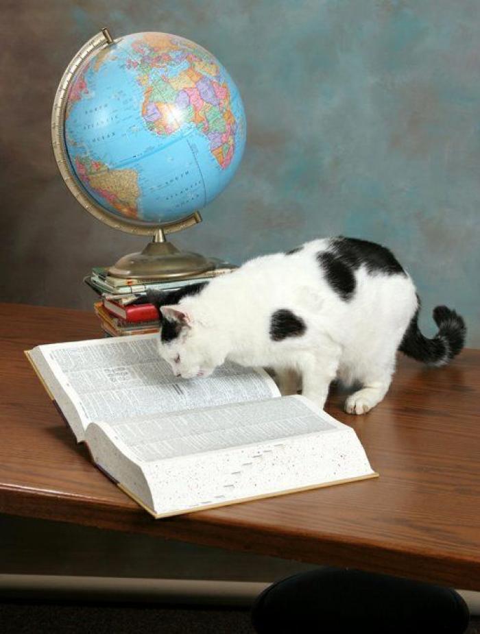 La Oficina del Español presenta su primer gran iniciativa dos meses después: un festival de la Hispanidad