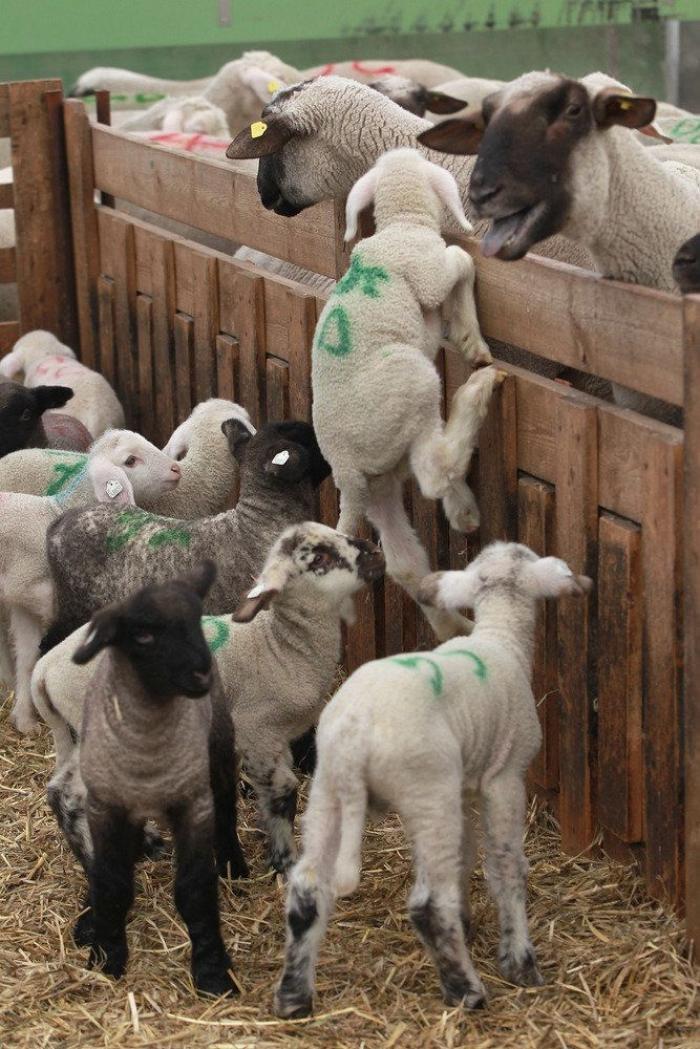 La Oficina del Español presenta su primer gran iniciativa dos meses después: un festival de la Hispanidad