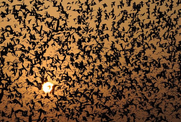 La Oficina del Español presenta su primer gran iniciativa dos meses después: un festival de la Hispanidad