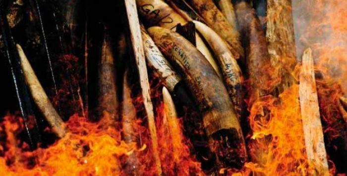 Tráfico de animales: 11 datos preocupantes sobre el comercio ilegal de especies protegidas (FOTOS)