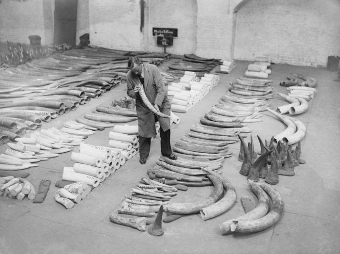 Tráfico de animales: 11 datos preocupantes sobre el comercio ilegal de especies protegidas (FOTOS)