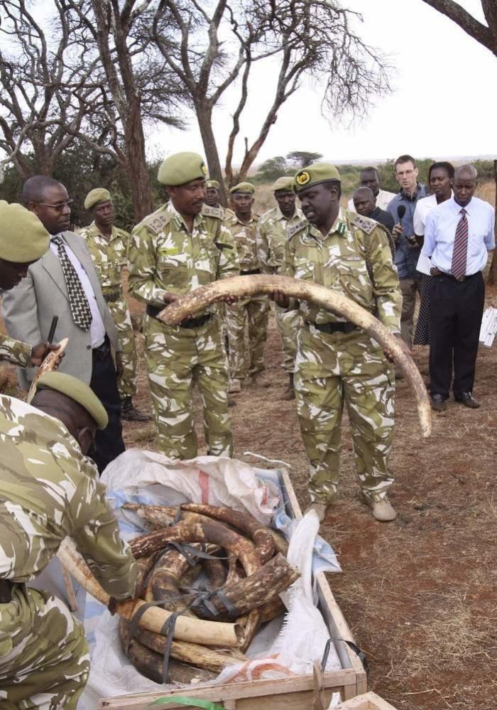 Tráfico de animales: 11 datos preocupantes sobre el comercio ilegal de especies protegidas (FOTOS)