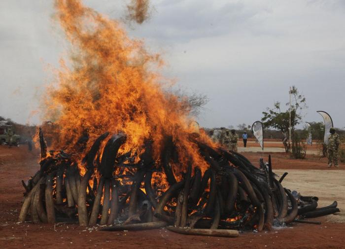 Tráfico de animales: 11 datos preocupantes sobre el comercio ilegal de especies protegidas (FOTOS)