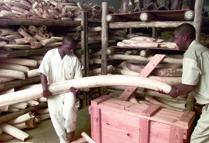 Tráfico de animales: 11 datos preocupantes sobre el comercio ilegal de especies protegidas (FOTOS)