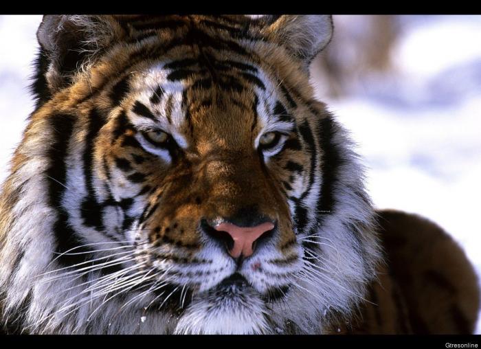 Por qué deberías fijarte en si tu maquillaje se vende en China