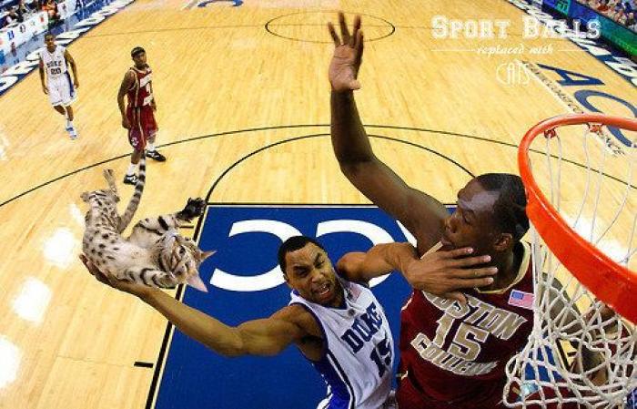 Los bichinos de la semana: el deporte nunca había molado tanto (FOTOS)