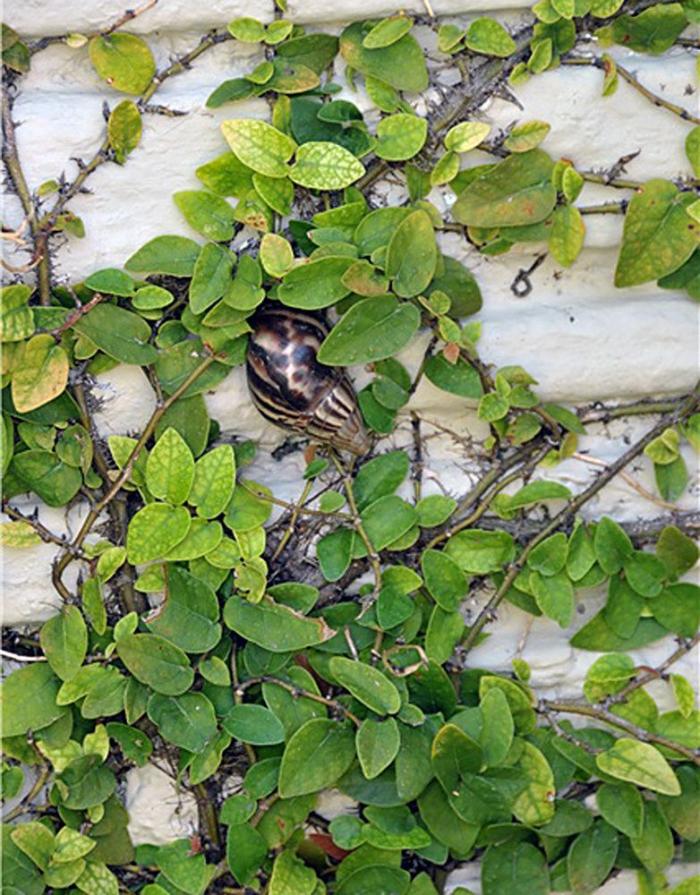 Muere 'El Solitario George', el último caracol arborícola de su especie