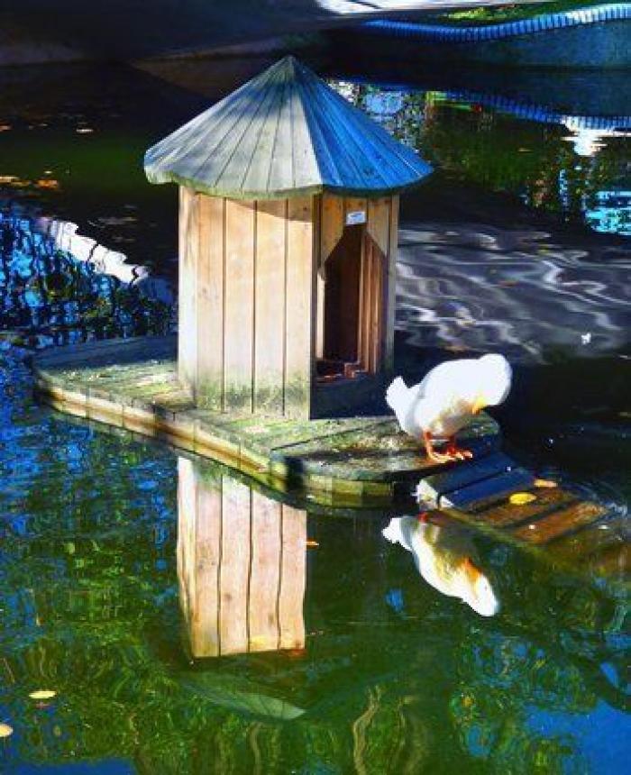 El mundo visto a través del agua: 10 impresionantes fotos de reflejos