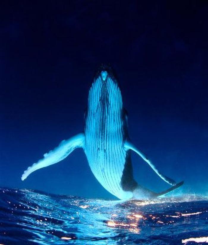 Aparece en una playa de Almería un delfín muerto con el nombre "Juan" grabado en su costado