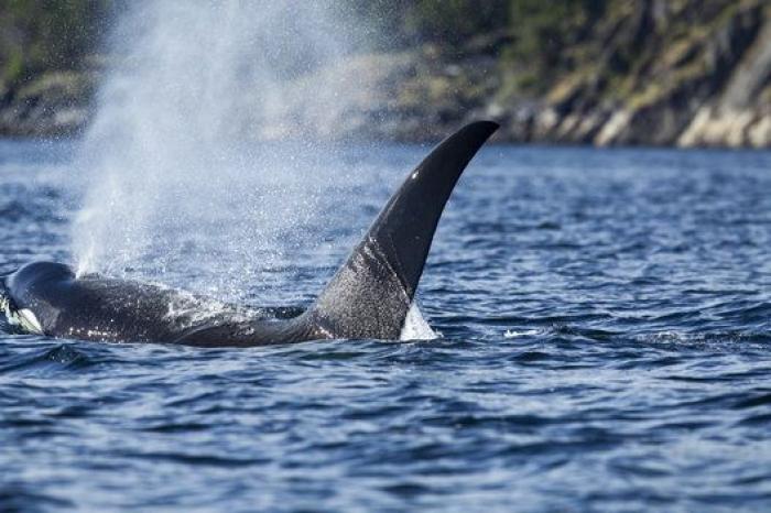 Aparece en una playa de Almería un delfín muerto con el nombre "Juan" grabado en su costado
