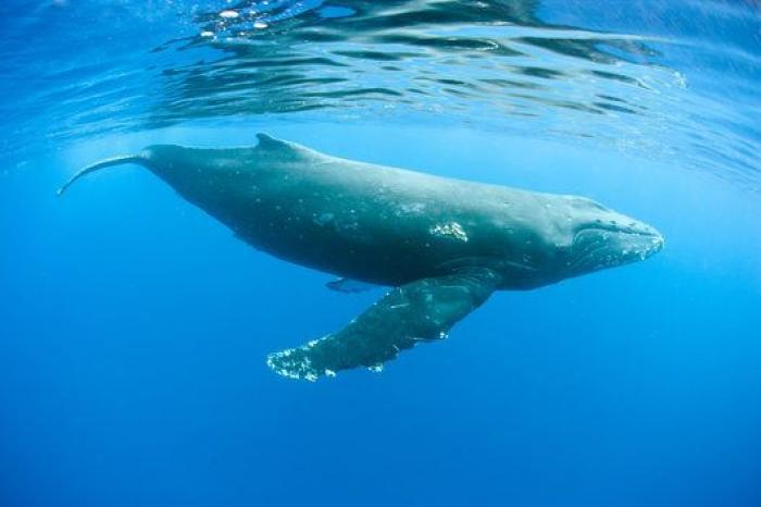Aparece en una playa de Almería un delfín muerto con el nombre "Juan" grabado en su costado