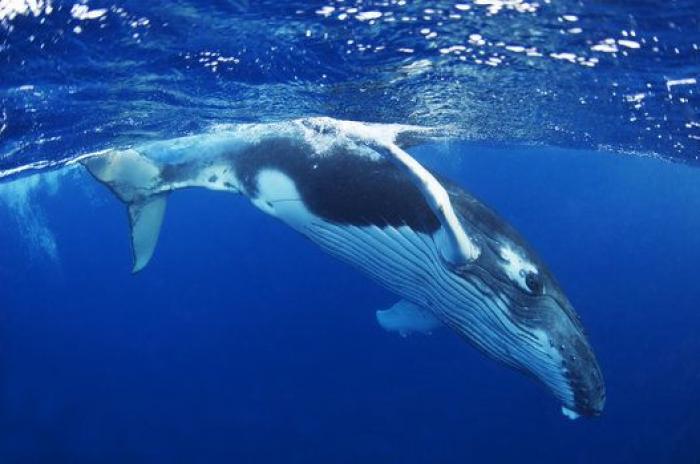 Aparece en una playa de Almería un delfín muerto con el nombre "Juan" grabado en su costado