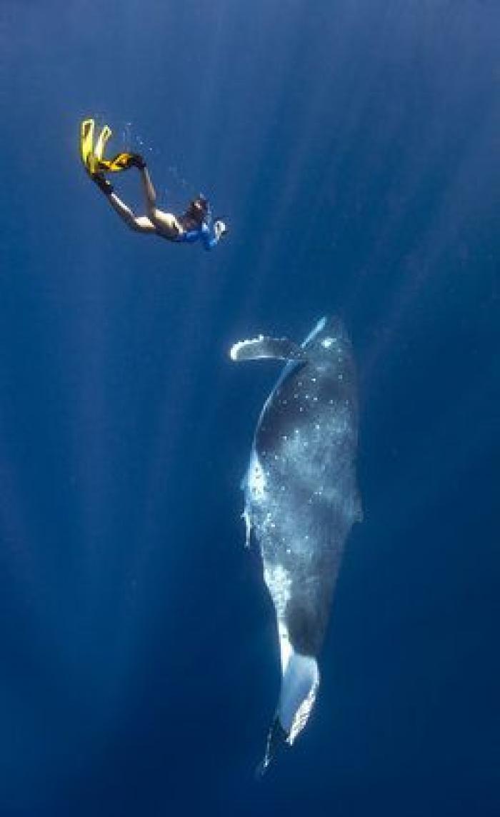 Aparece en una playa de Almería un delfín muerto con el nombre "Juan" grabado en su costado