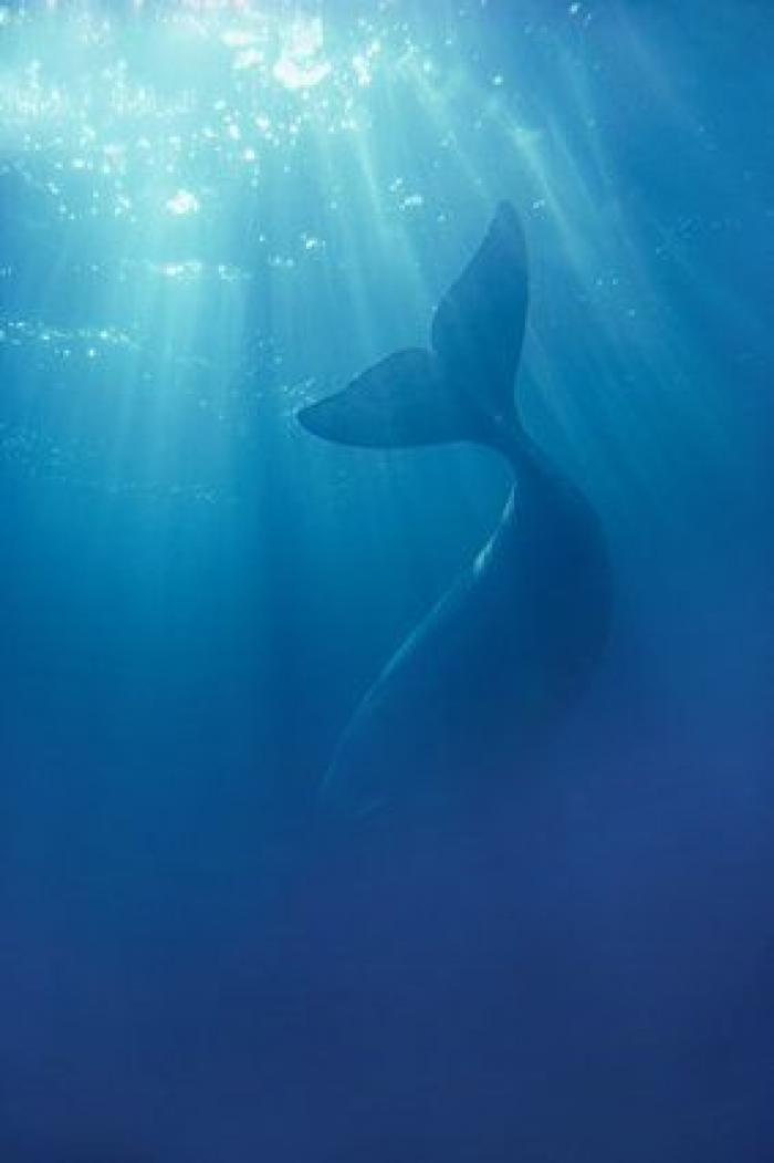 Aparece en una playa de Almería un delfín muerto con el nombre "Juan" grabado en su costado