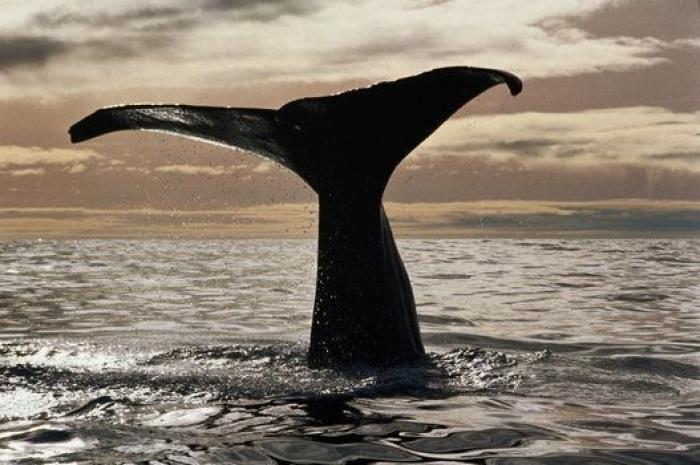 Aparece en una playa de Almería un delfín muerto con el nombre "Juan" grabado en su costado