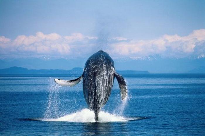 Aparece en una playa de Almería un delfín muerto con el nombre "Juan" grabado en su costado