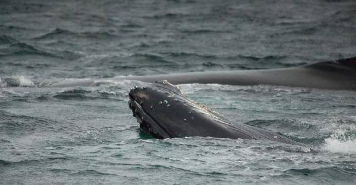 Aparece en una playa de Almería un delfín muerto con el nombre "Juan" grabado en su costado