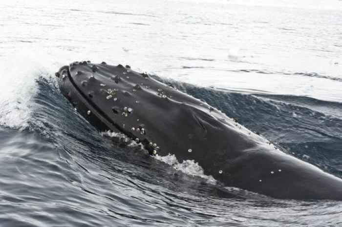 Aparece en una playa de Almería un delfín muerto con el nombre "Juan" grabado en su costado