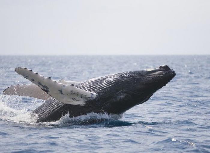 Aparece en una playa de Almería un delfín muerto con el nombre "Juan" grabado en su costado