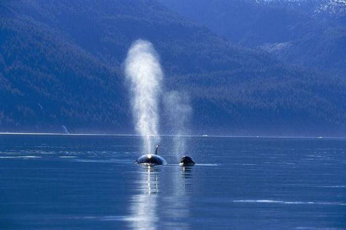 Aparece en una playa de Almería un delfín muerto con el nombre "Juan" grabado en su costado