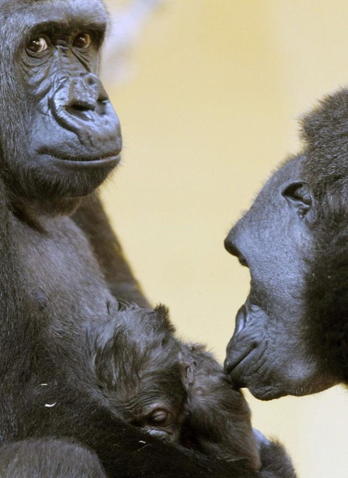 Bebé gorila en Cabárceno: primeras imágenes tras su nacimiento (FOTOS)