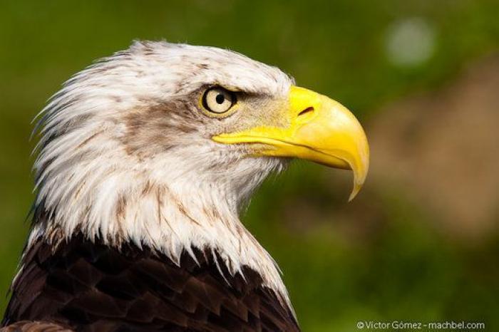 Trucos y remedios para no sufrir con los mosquitos este verano