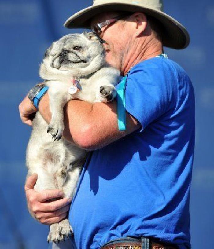 Zamora cobrará un impuesto de 9 euros por cada perro censado