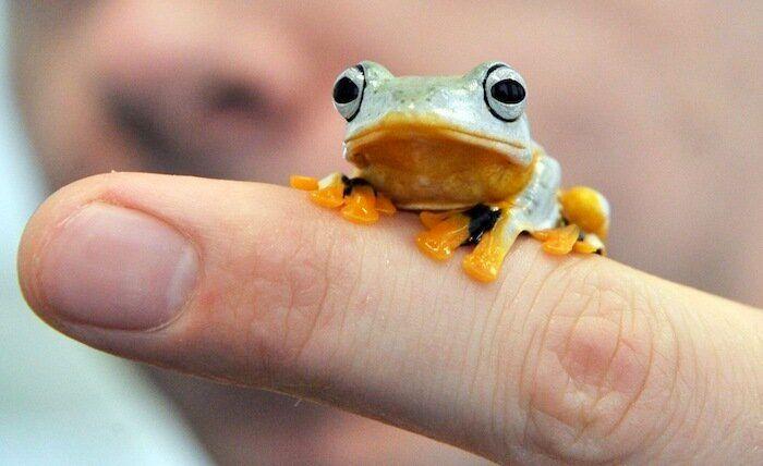 Los bichinos de la semana (FOTOS)