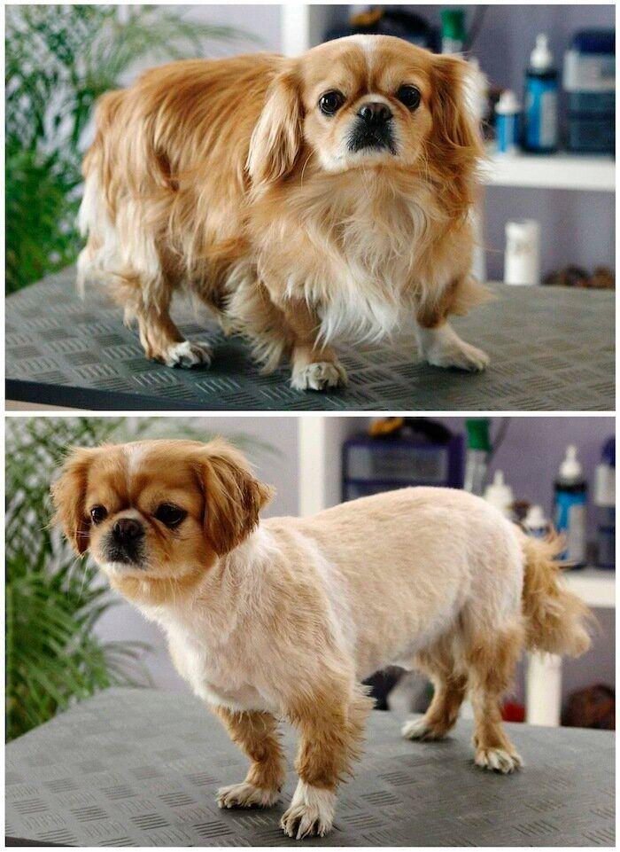 Los bichinos de la semana (FOTOS)