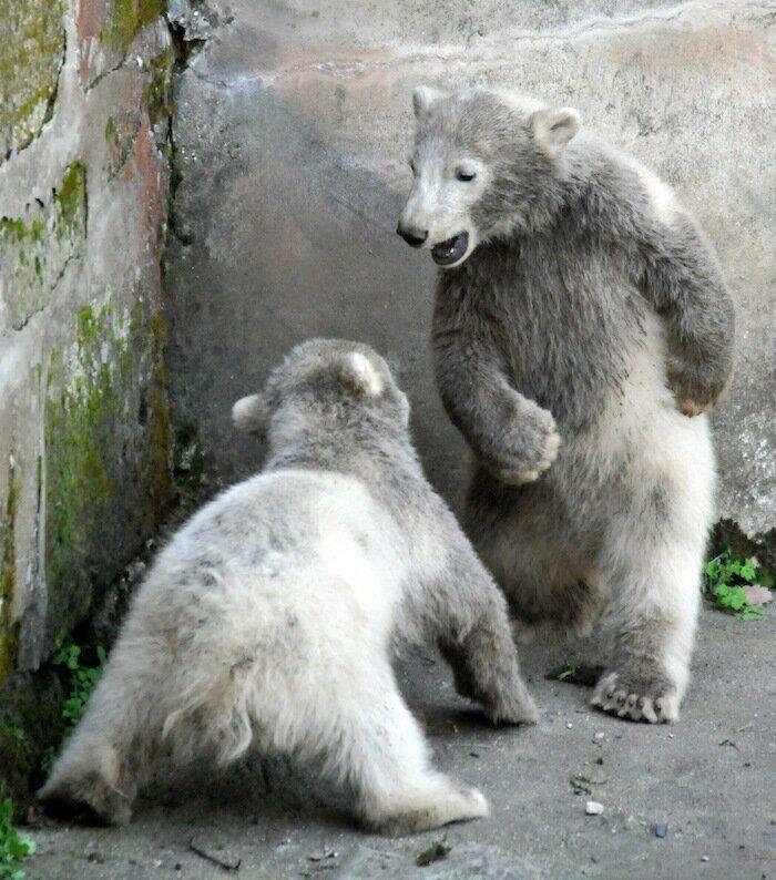 Los bichinos de la semana (FOTOS)