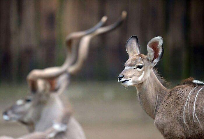Los bichinos de la semana (FOTOS)