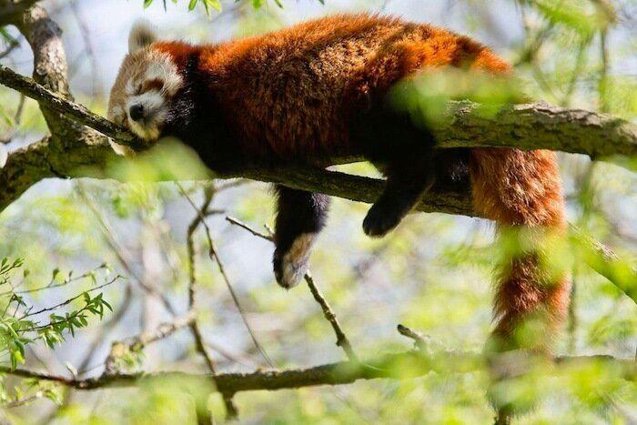 Los bichinos de la semana (FOTOS)