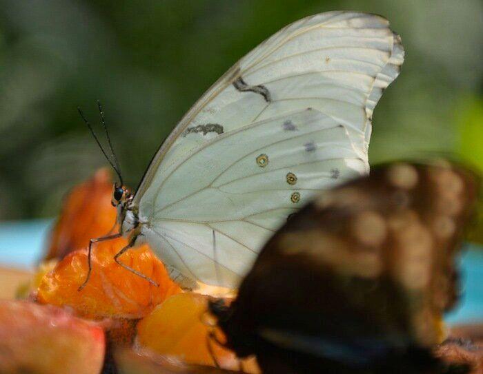 Los bichinos de la semana (FOTOS)