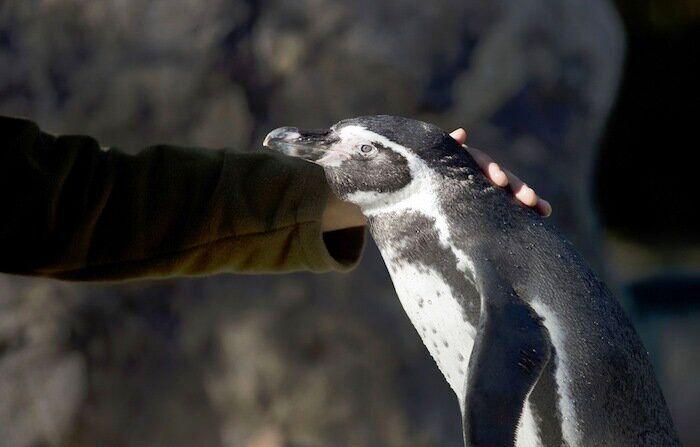 Los bichinos de la semana (FOTOS)