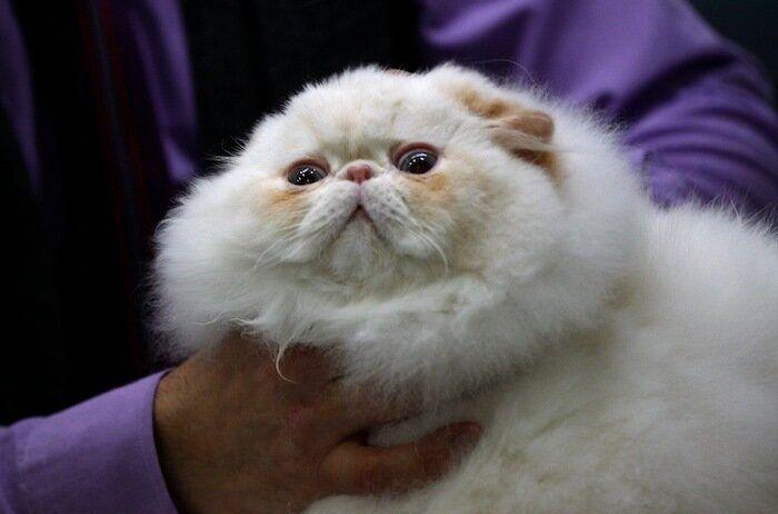 Los bichinos de la semana (FOTOS)